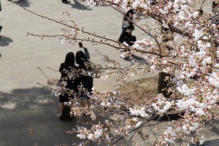 咲き始めの桜も新入生を見守っています
