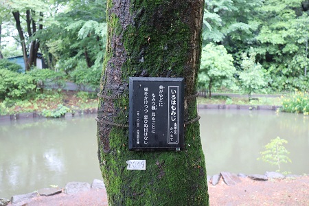 萬葉集で詠まれた植物。文芸学部小林真由美教授らのご尽力で設置されたプレート（本学図書館暦131～133号参照）についての紹介